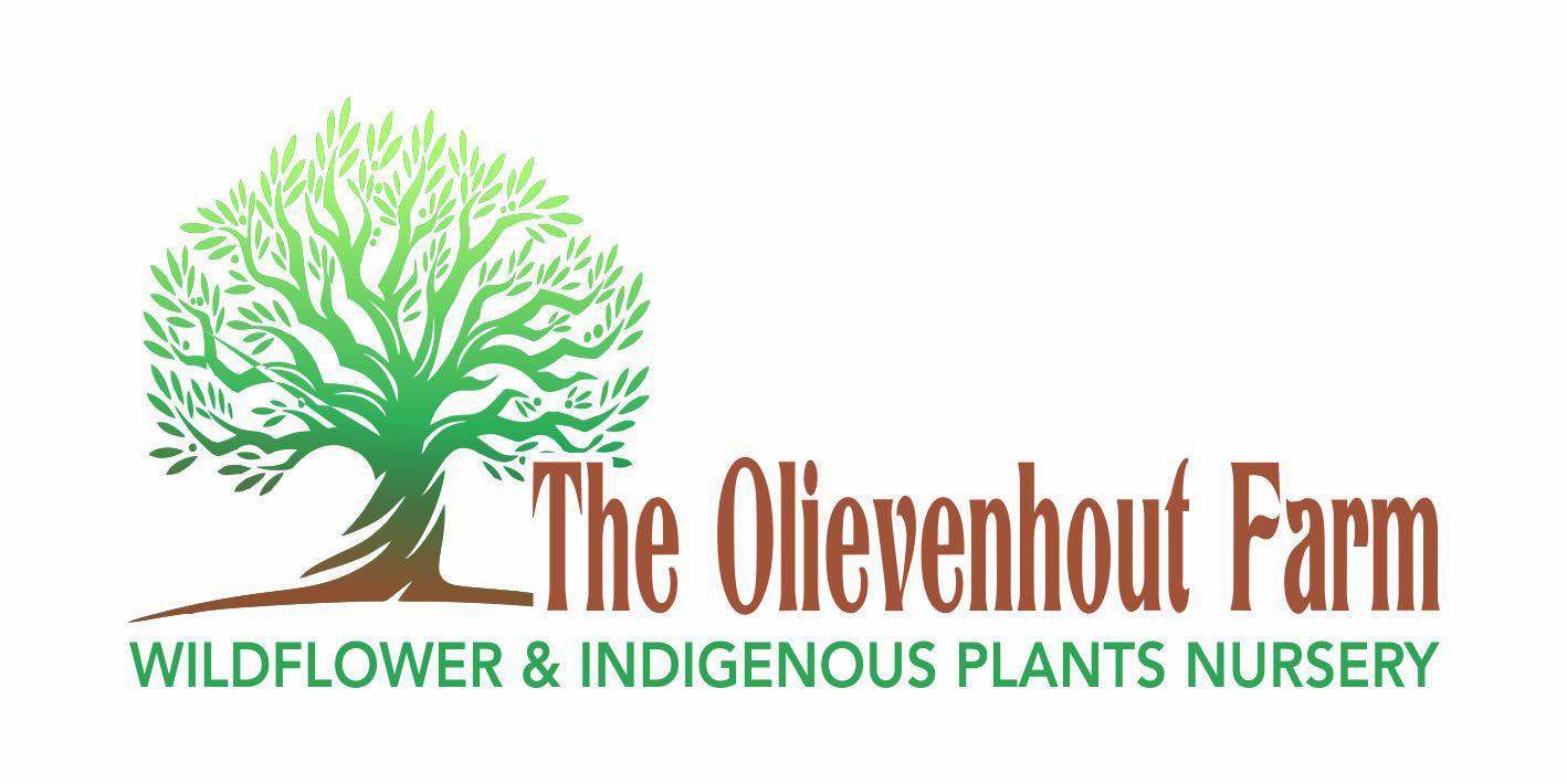 The Olievenhout Farm Wildflower Nursery